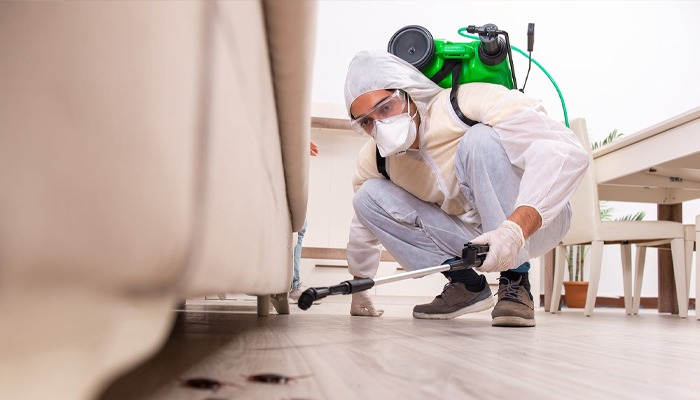Best Pest Control Companies in Dubai: How to Choose the Right Service